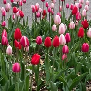 Meet your Posher, Mary